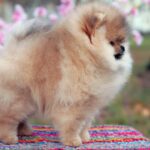 Iolissa-female-pomeranian-puppy-for-sale-1 (2)