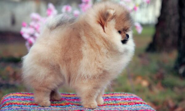 Iolissa Pomeranian Iolissa Pomeranian