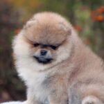 Iolissa-female-pomeranian-puppy-for-sale-1 (2)