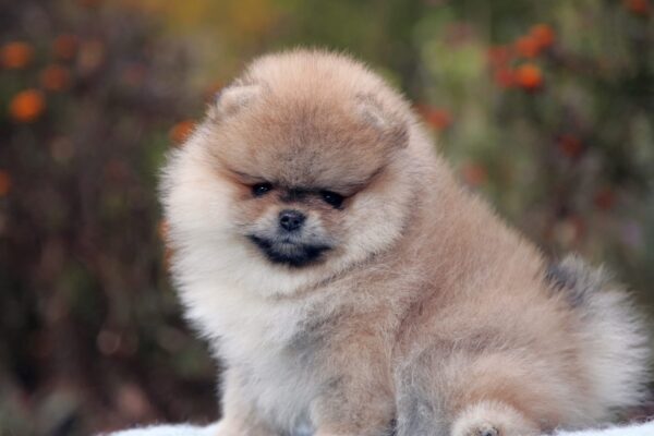 Iolissa Pomeranian Iolissa Pomeranian