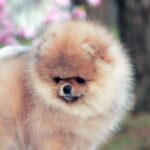 Iolissa-female-pomeranian-puppy-for-sale-1 (3)