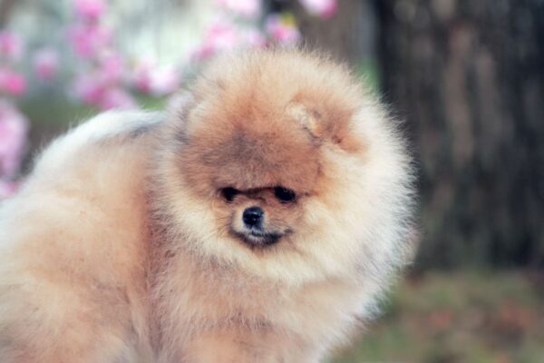 Iolissa Pomeranian Iolissa Pomeranian