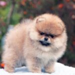 Iolissa-female-pomeranian-puppy-for-sale-1 (3)