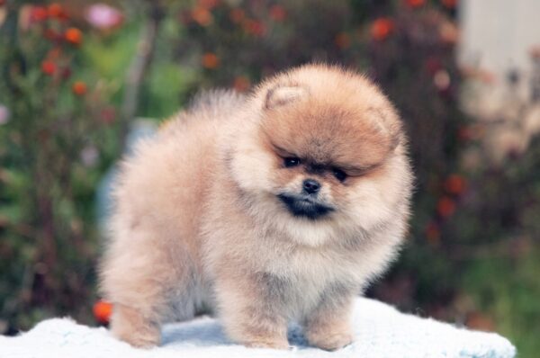 Iolissa Pomeranian Iolissa Pomeranian