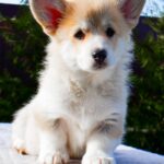 Iriska-female-Corgi-puppy-for-sale-1