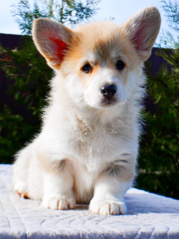 Iriska Welsh Corgi
