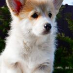 Iriska-female-Corgi-puppy-for-sale-2