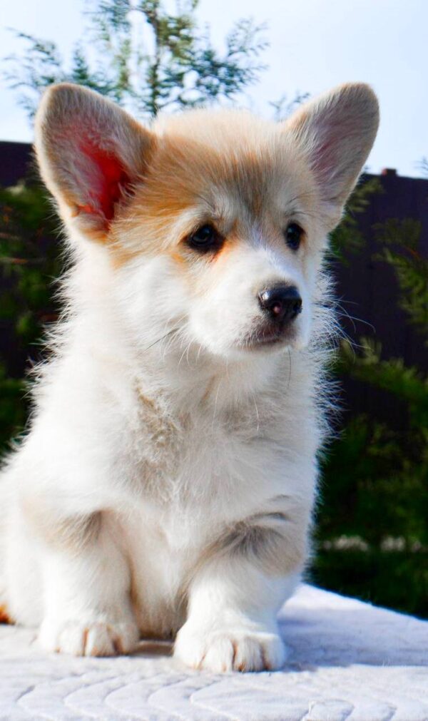 Iriska Welsh Corgi