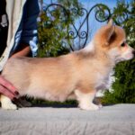 Iriska-female-Corgi-puppy-for-sale-3