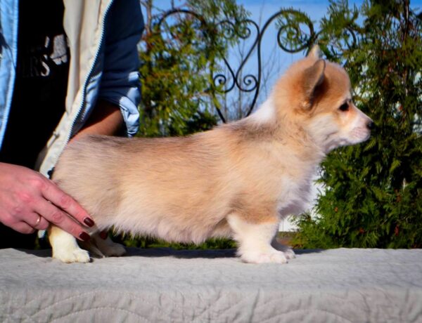 Iriska Welsh Corgi