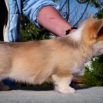 Iriska-female-Corgi-puppy-for-sale-4