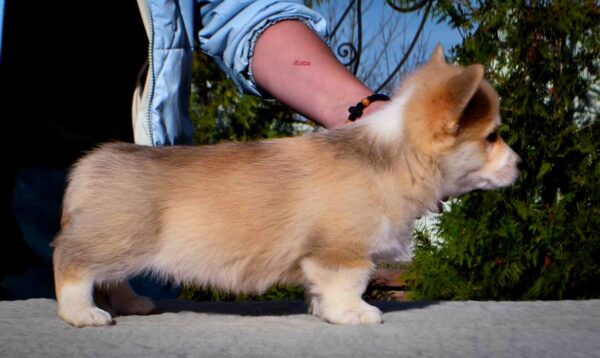 Iriska Welsh Corgi