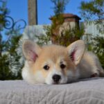 Iriska-female-Corgi-puppy-for-sale-5