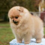 Isumboshi-male-pomeranian-puppy-for-sale-1 (1)