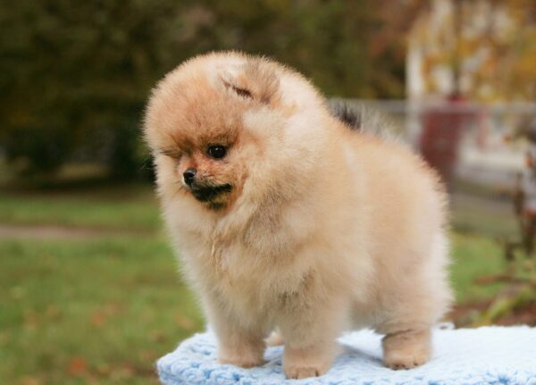 Isumboshi Pomeranian Isumboshi Pomeranian