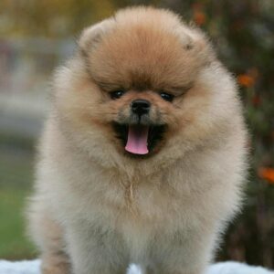 Isumboshi Pomeranian