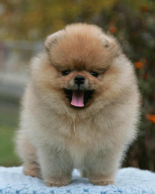 Isumboshi Pomeranian Isumboshi Pomeranian