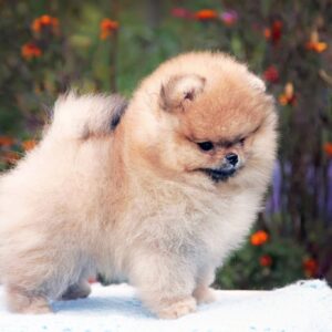 Izumrud Pomeranian