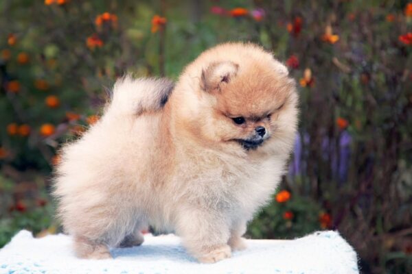 Izumrud Pomeranian Izumrud Pomeranian