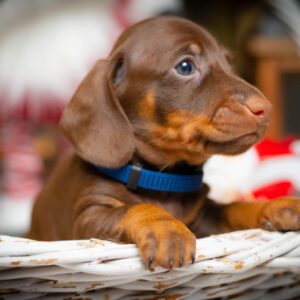 Jack Daniel Miniature Dachshund