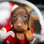 Jack-Daniel-male-miniature-dachshund-puppy-for-sale-1 (2)