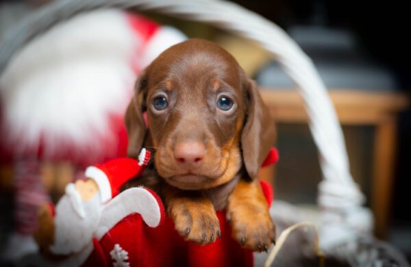 Jack Daniel Miniature Dachshund