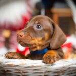 Jack-Daniel-male-miniature-dachshund-puppy-for-sale-1 (3)