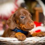 Mona Miniature Dachshund