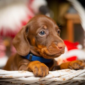 Jack Daniel Miniature Dachshund
