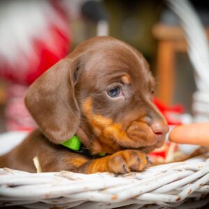 James Beam Miniature Dachshund