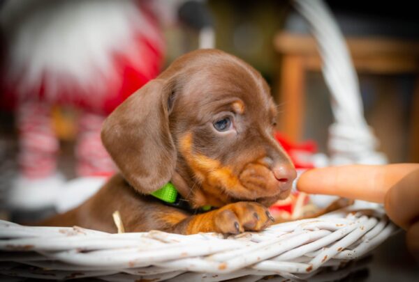 James Beam Miniature Dachshund