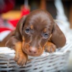 James-Beam-male-miniature-dachshund-puppy-for-sale-1 (2)