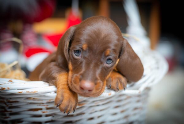 James Beam Miniature Dachshund