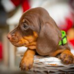 James-Beam-male-miniature-dachshund-puppy-for-sale-1 (3)