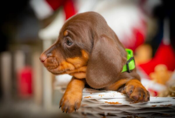 James Beam Miniature Dachshund