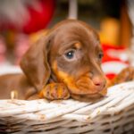James-Beam-male-miniature-dachshund-puppy-for-sale-1 (4)