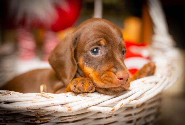 James Beam Miniature Dachshund