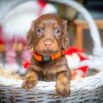 Janka-female-miniature-dachshund-puppy-for-sale-1 (1)