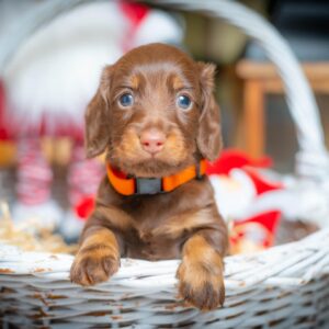 Janka Miniature Dachshund