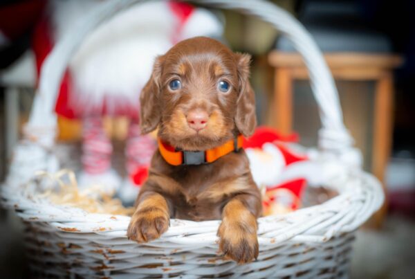 Janka Miniature Dachshund