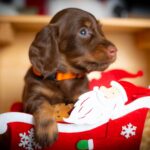 Janka-female-miniature-dachshund-puppy-for-sale-1 (2)