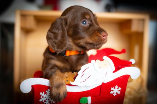 Janka Miniature Dachshund