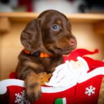 James Beam Miniature Dachshund