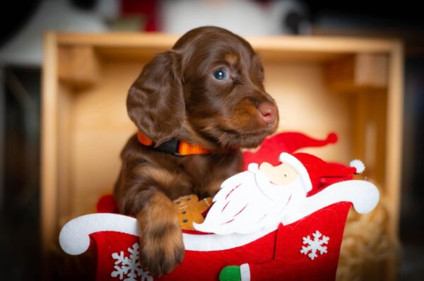 Janka Miniature Dachshund