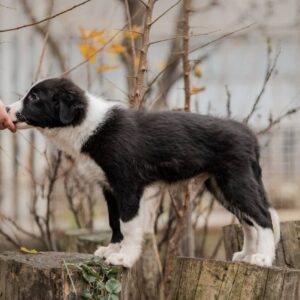 Jasper Border Collie