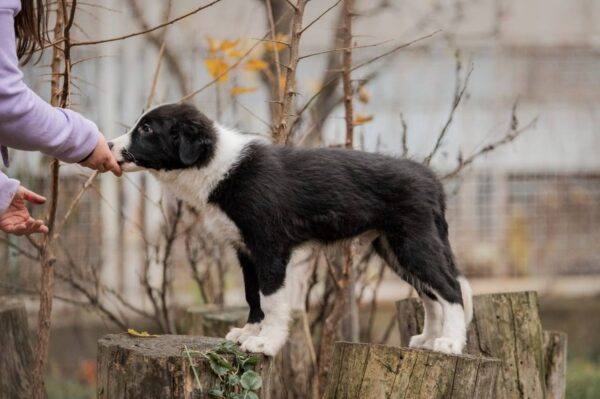 Jasper Border Collie