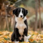 Jasper-male-Border-Collie-puppy-for-sale-2