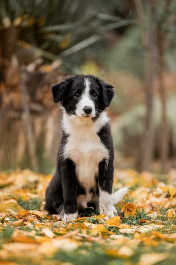 Jasper Border Collie