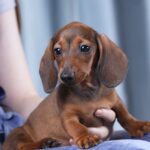 Joanna-female-dachshund-puppy-for-sale-1