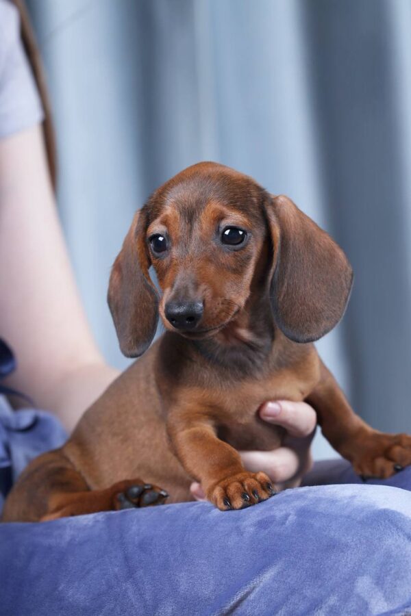 Joanna Miniature Dachshund Joanna Miniature Dachshund